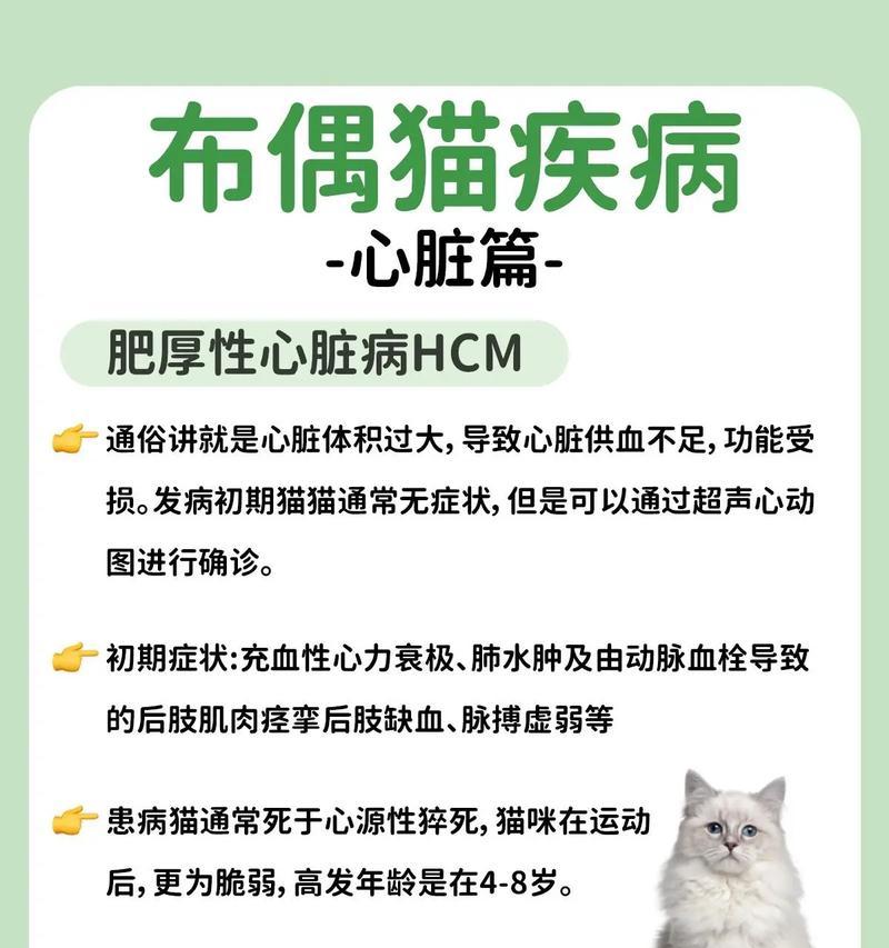 布偶猫心脏病初期有什么症状？应如何应对？