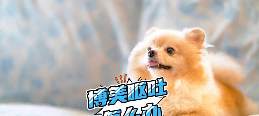 博美犬腹泻呕吐应怎么处理？