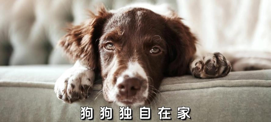 宠物狗独自在家一周会怎样？怎么确保安全？