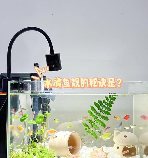 鱼缸鱼食导致浑浊水怎么办？怎么快速恢复清澈？