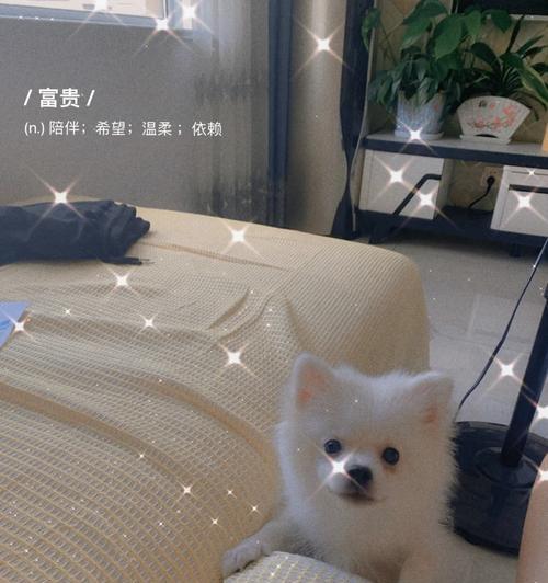 博美犬拉稀吐白沫的应对措施有什么？