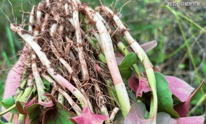 小红草咬锦鲤怎么办？怎么防止植物对鱼的伤害？