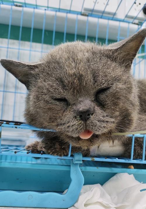 宠物猫误食线材能排出吗？小孩遇到这种情况咋办？