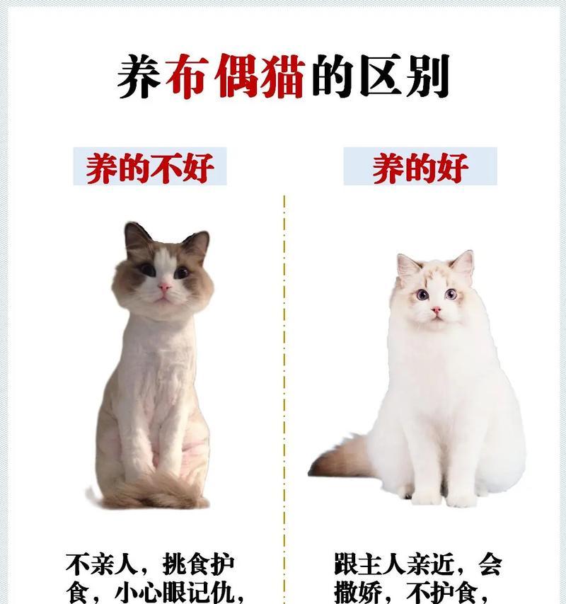 布偶猫患有肥厚性心肌炎严重吗？有什么治疗方案？