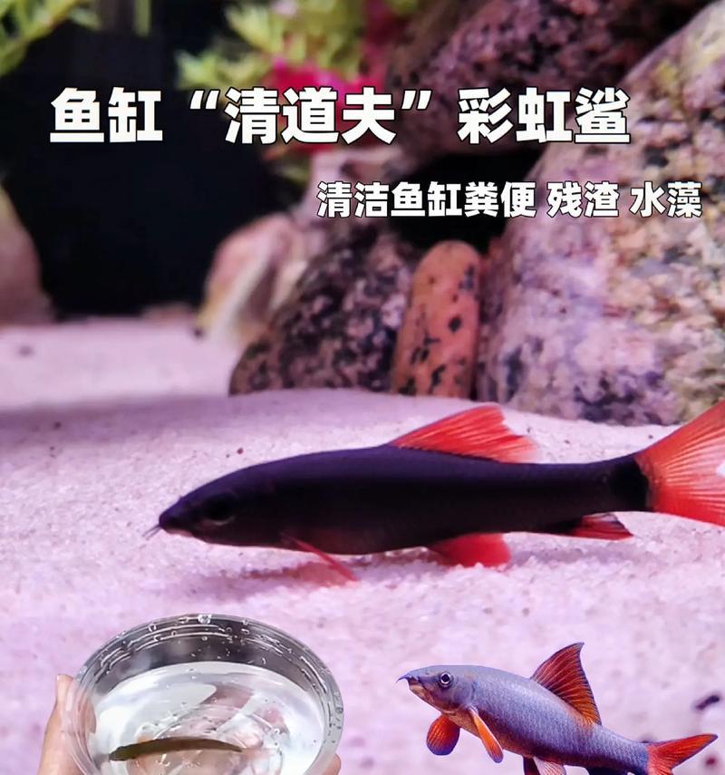 清道夫误食热带鱼怎么办？怎么有效处理？