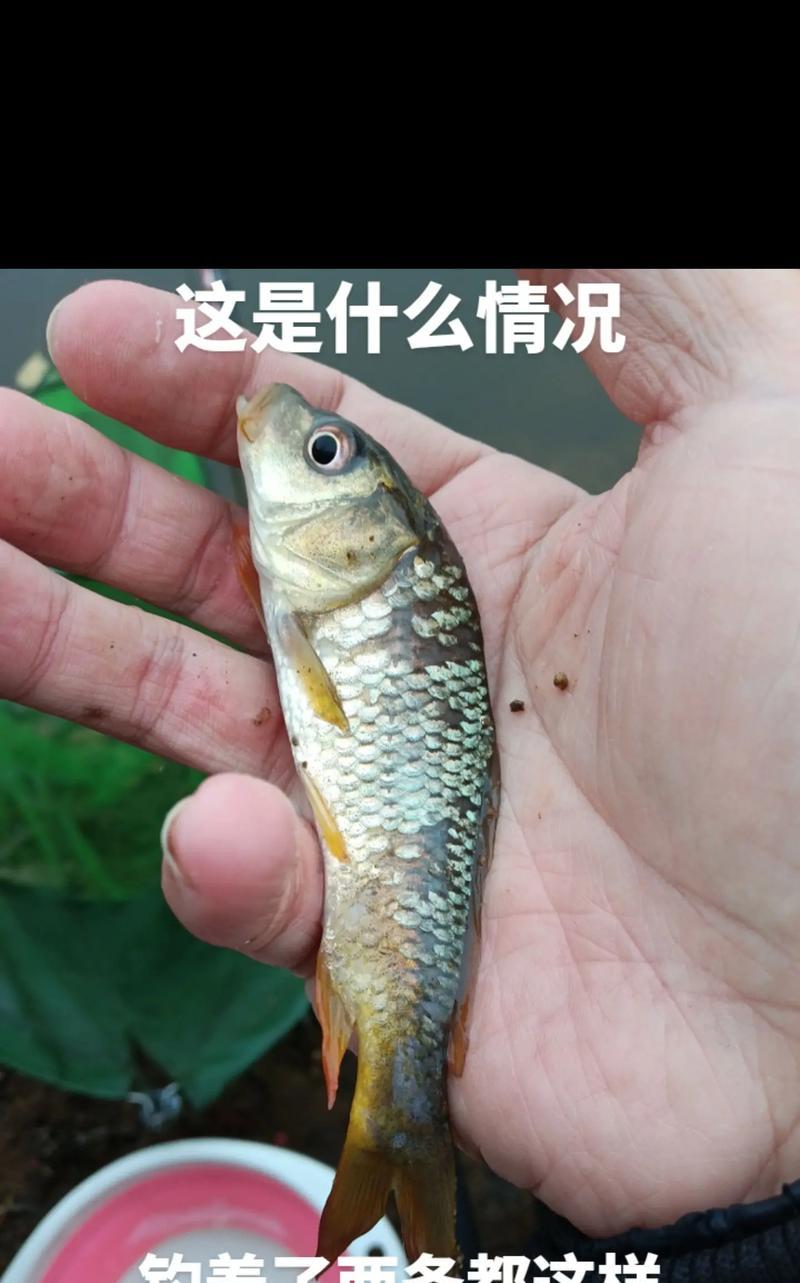 大锦鲤是否食用小红草？遇到这种情况应怎么处理？