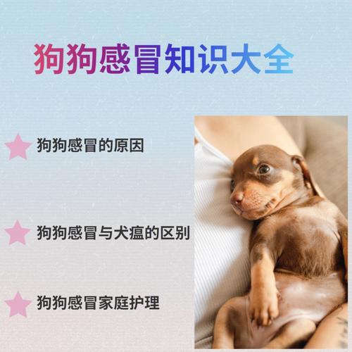 宠物狗感冒会传染给人吗？怎么预防和处理？