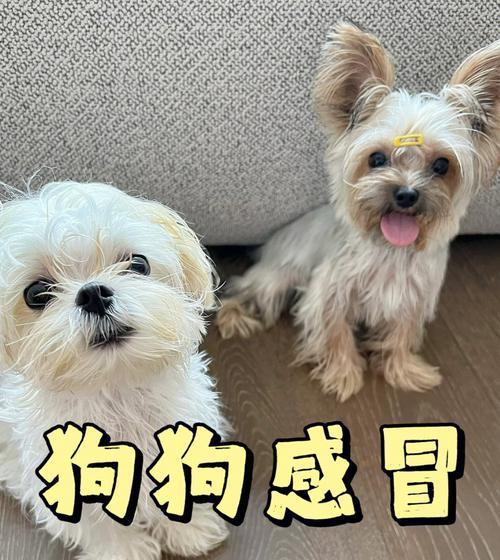 宠物狗感冒会传染给人吗？怎么预防和处理？