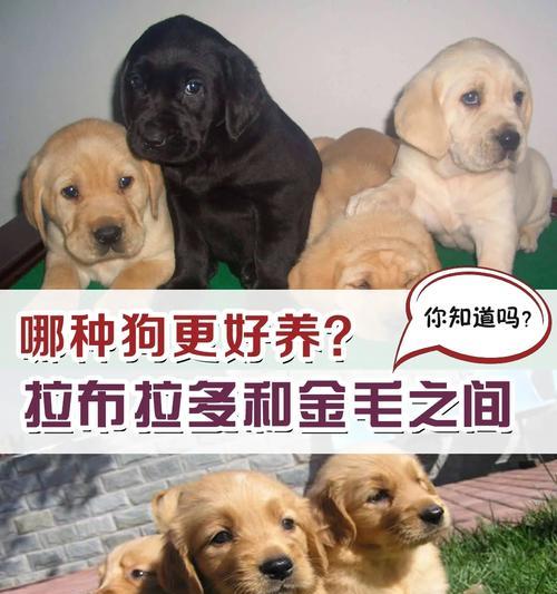 养宠物狗可能携带病菌吗？应怎么预防和处理？