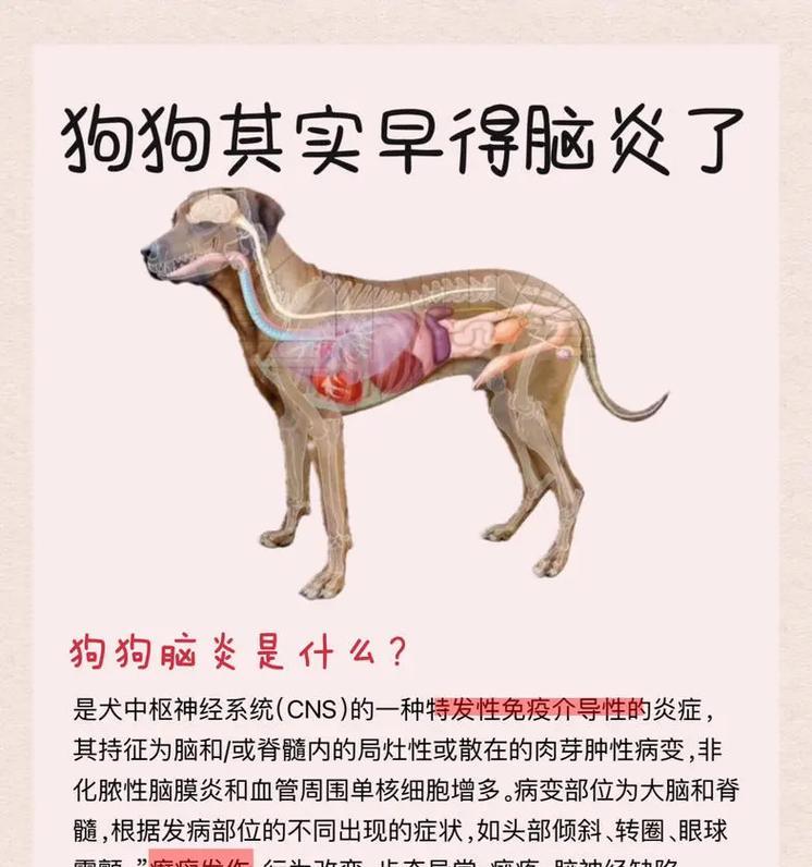 宠物狗脑炎急救措施有什么？