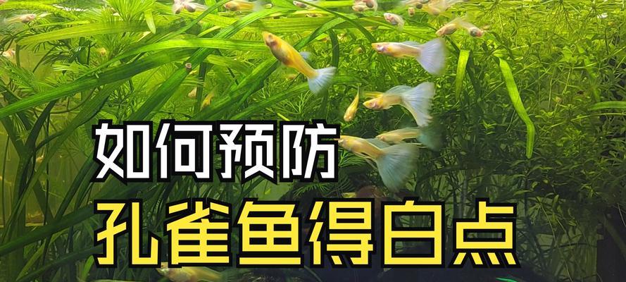 孔雀鱼嘴白斑有哪些原因？如何治疗？