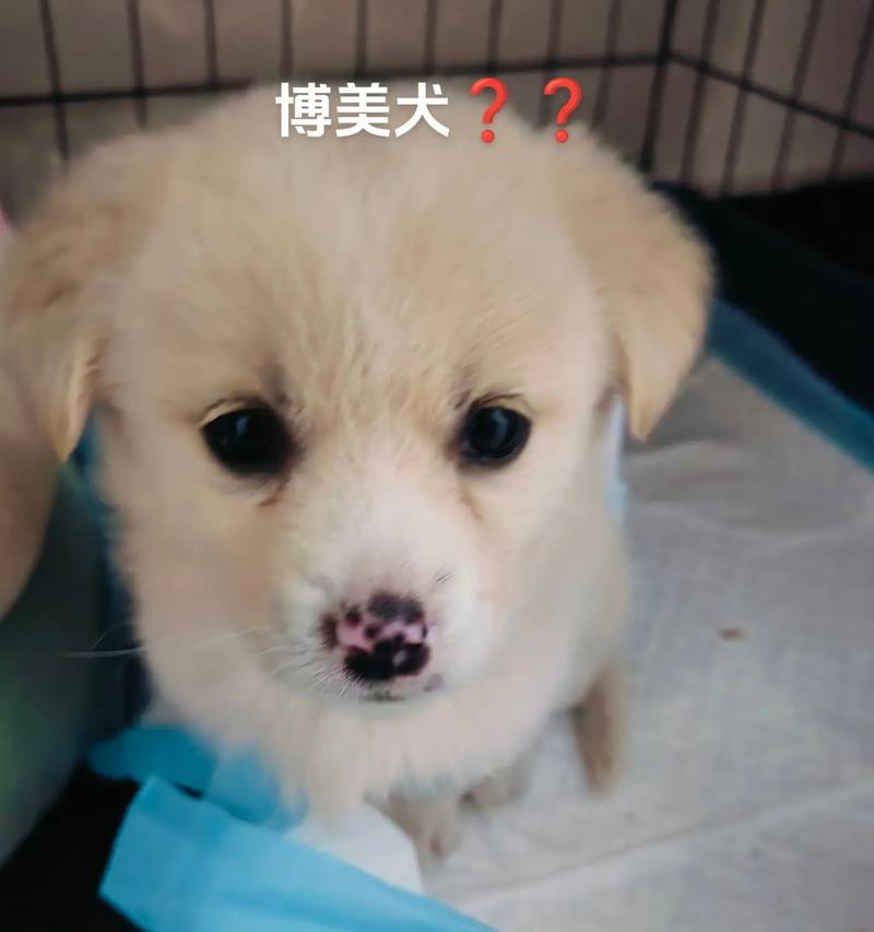 博美犬吐白沫拉稀正常吗？处理措施是什么？