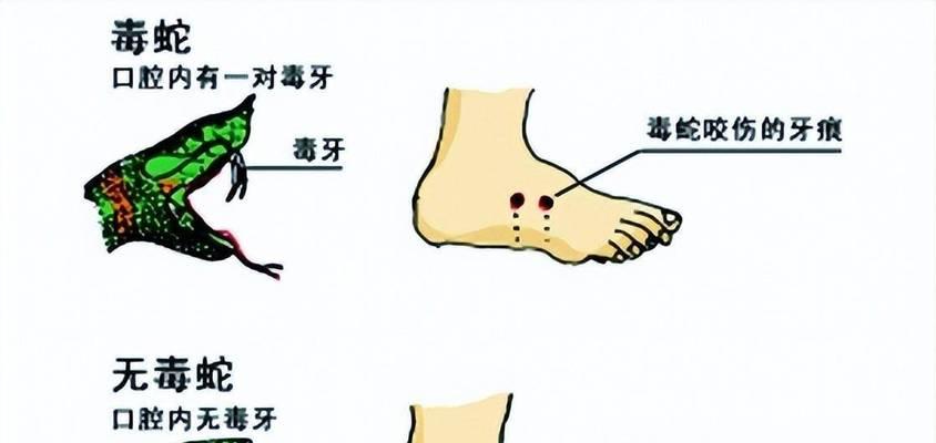 吉娃娃呼吸心跳骤停怎么办？急救措施有哪些？