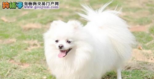 博美犬拉稀吐白沫如何治疗？推荐药物是什么？