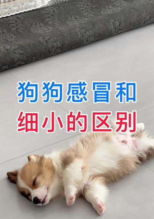 狗狗感冒会传染给人吗？如何正确用药治疗？