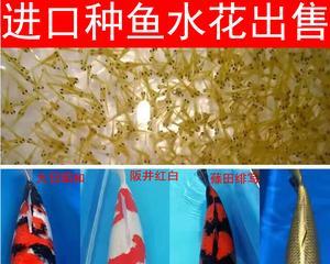 锦鲤咬红草的原因及解决方法是什么？