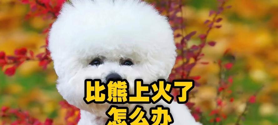 比熊眼屎多是什么原因？有哪些解决措施？