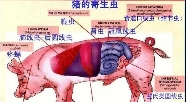 布偶猫肥厚性心肌炎严重吗？有哪些可行的治疗方案？