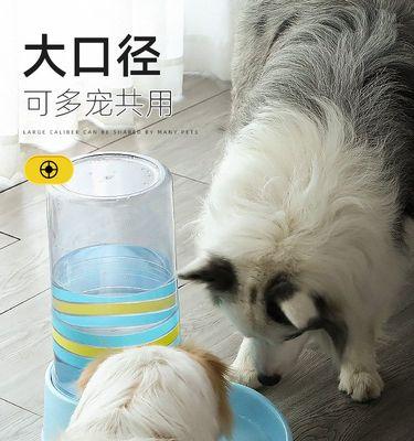 狗为什么一直在喝水？频繁饮水可能是健康问题的信号吗？