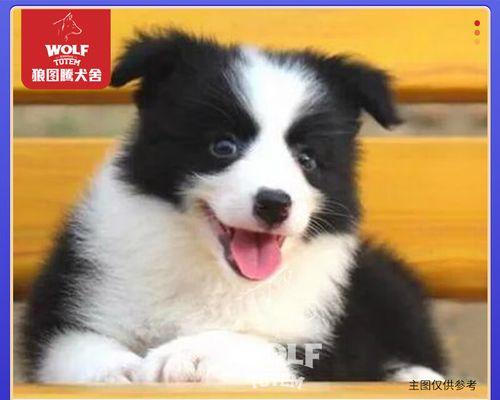 犬疫热的症状是什么？如何预防和治疗犬疫热？