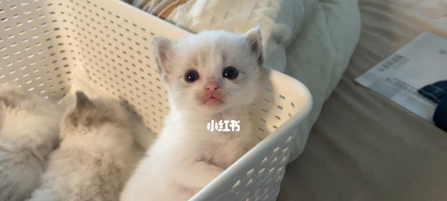 奶猫可以吃什么？走失奶猫的正确喂养方法是什么？