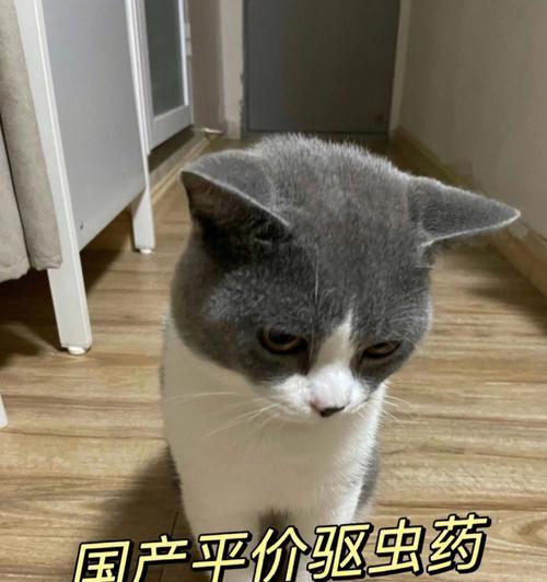 两个月大的小猫如何正确使用驱虫药？常见问题有哪些？