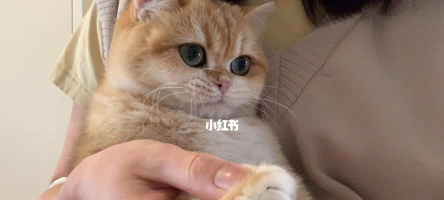 满月小猫剪指甲安全吗？最佳时间是什么时候？