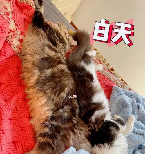 猫白天发烧了怎么办？如何快速降温并找到原因？