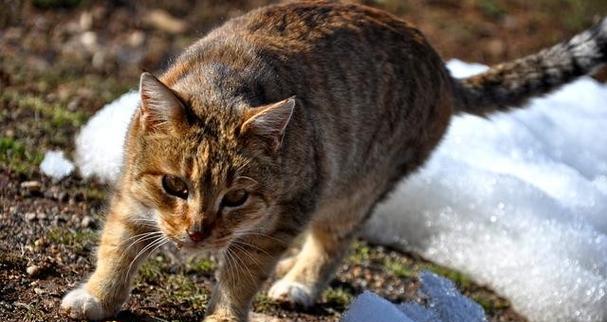 猫吃什么食物长得好？营养均衡的猫粮推荐有哪些？