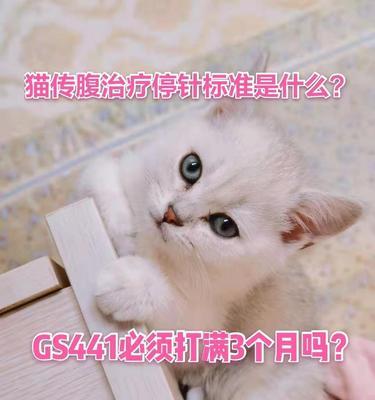 猫肝功能不好怎么办？如何改善猫咪的肝功能问题？