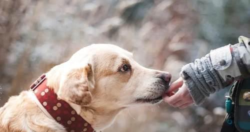 猫狗怎么得狂犬病的？狂犬病的传播途径有哪些？