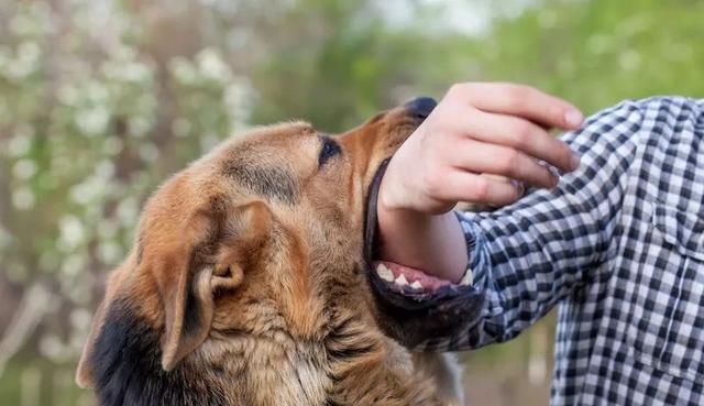 猫狗怎么得狂犬病的？狂犬病的传播途径有哪些？