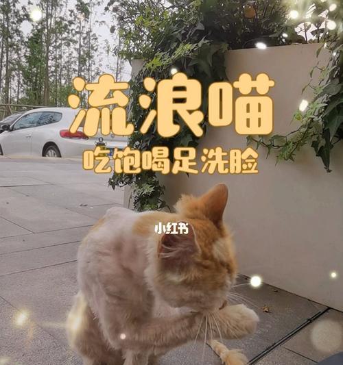 猫生完小猫还会流水吗？这是正常现象吗？