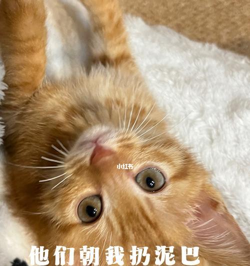 猫吐沫子是怎么回事？可能的原因和解决方法是什么？