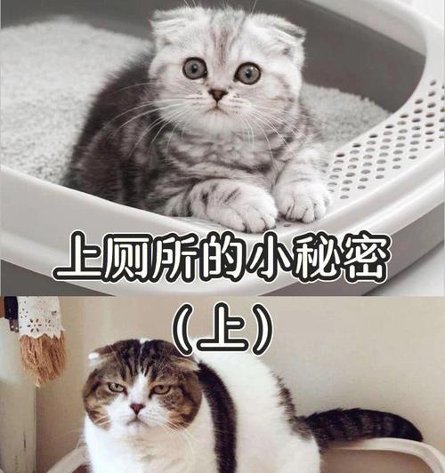 猫咪便便一粒一粒的是怎么回事？可能的原因有哪些？