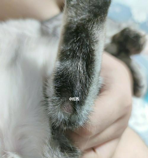 猫咪脖子秃块是什么原因？如何治疗？