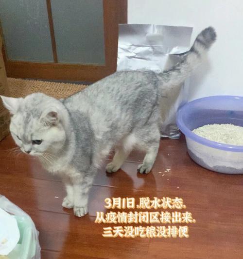 猫咪肠道手术后可能出现哪些并发症？如何预防和处理？