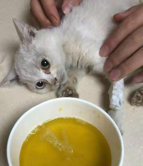 猫咪吃AD罐头需要持续几天？如何正确喂食AD罐头？