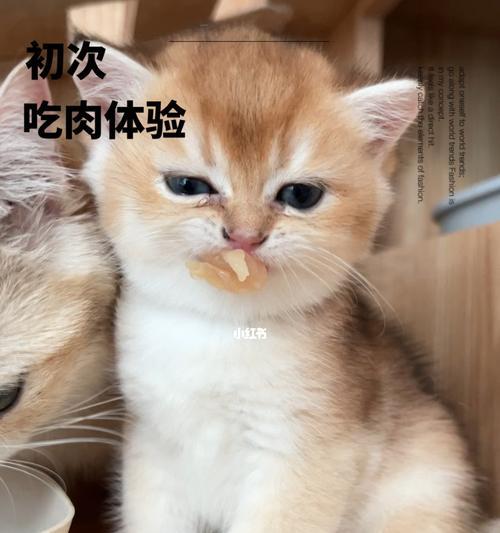 猫咪吃肉对身体好吗？营养均衡的饮食建议是什么？