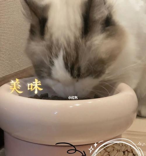 猫咪纯猫粮喂养好吗？选择合适猫粮的技巧是什么？