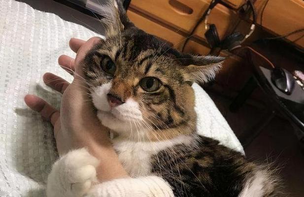 猫咪犯错后打它会记仇吗？如何正确纠正宠物行为？