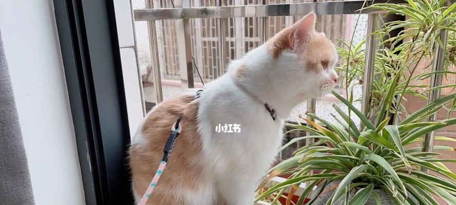 猫咪应该放在阳台还是厕所？如何选择最佳地点？