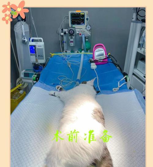 猫咪绝育手术需要多长时间？手术后多久可以恢复？