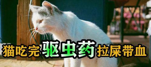 猫咪驱虫后多久可以进食？驱虫药使用后注意事项是什么？