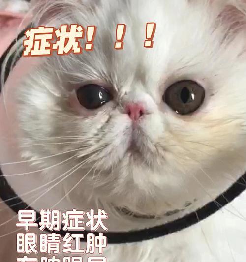 猫咪结膜炎是怎么引起的？如何预防和治疗？