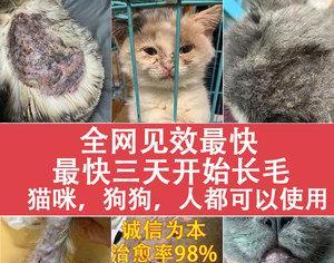 猫咪身上出现真菌感染怎么办？如何预防和治疗？