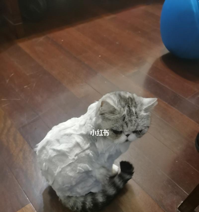 猫咪剃毛对皮肤好吗？剃毛后如何护理猫咪皮肤？