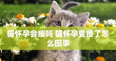 猫咪越来越瘦是什么原因？如何解决？