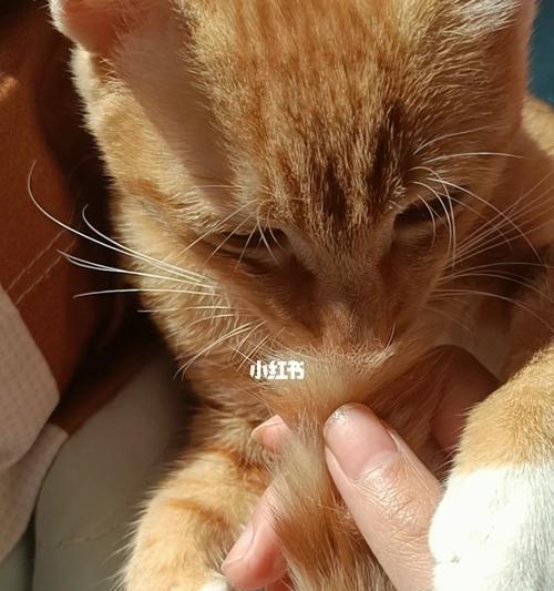 猫咪尾巴断了的症状是什么？如何处理？