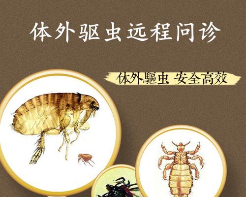 猫咪怎么感染的虫子？如何预防和治疗宠物寄生虫？